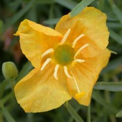 Missouri Evening Primrose -Plant Finder Shop oenothera macrocarpa sf greenhouse