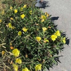 Missouri Evening Primrose -Plant Finder Shop oenothera macrocarpa sidewalk