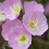 Showy Pink Evening Primrose -Plant Finder Shop oenothera speciosa rosea close up