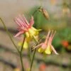 Barneby's Columbine -Plant Finder Shop oil shale columbine richards 1