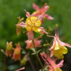 Barneby's Columbine -Plant Finder Shop oil shale columbine richards 3