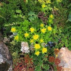 Orange Stonecrop -Plant Finder Shop orange stonecrop 3