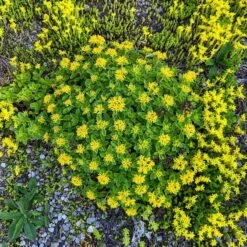 Orange Stonecrop -Plant Finder Shop orange stonecrop 4