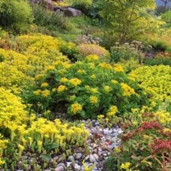 Orange Stonecrop -Plant Finder Shop orange stonecrop 5