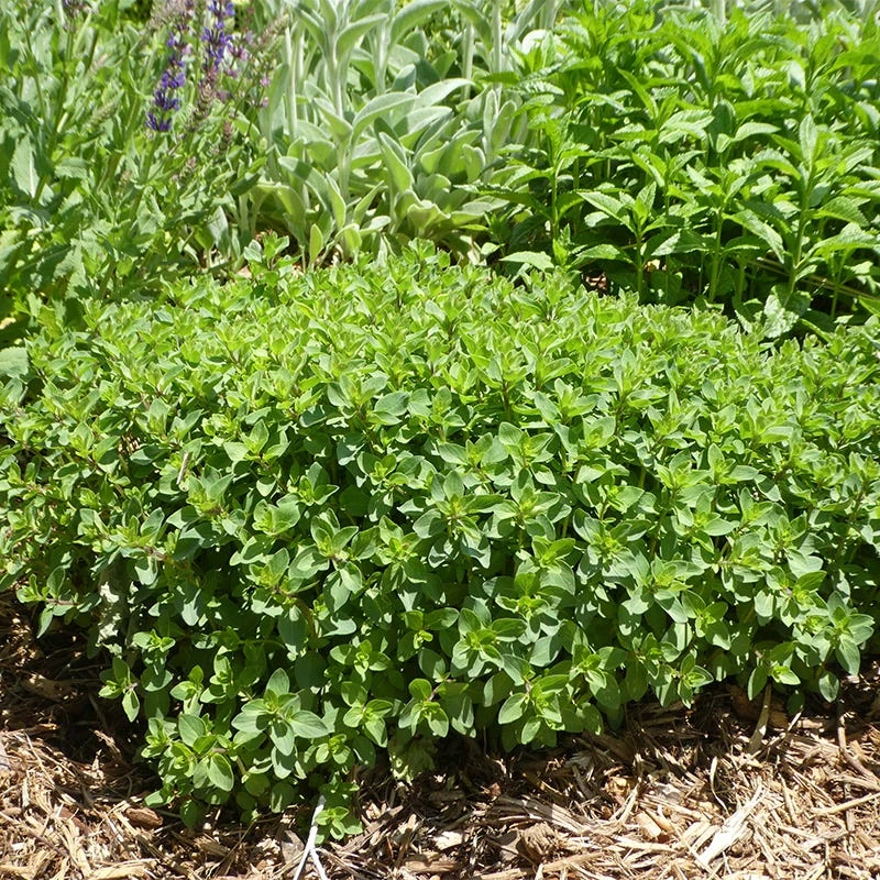 Bristol Cross Oregano 4 Bristol Cross Oregano - Image 2