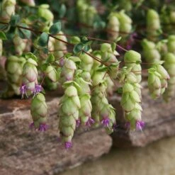 Cascading Hopflower Oregano -Plant Finder Shop origanum libanoticum pat hayward close cropped