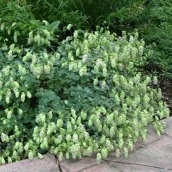 Cascading Hopflower Oregano -Plant Finder Shop origanum libanoticum pat hayward cropped