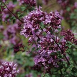 August Afternoons Pre-Planned Garden -Plant Finder Shop origanum rotkugel