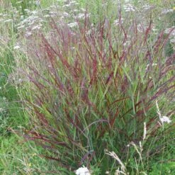 Shenandoah Switch Grass -Plant Finder Shop panicum shenandoah hni 01 cropped