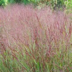 Shenandoah Switch Grass -Plant Finder Shop panicum shenandoah hni 1 cropped