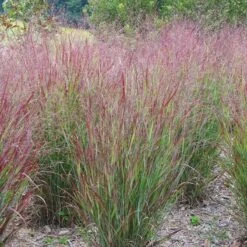 Watershed Wise Pre-Planned Garden -Plant Finder Shop panicum shenandoah hni cropped 3