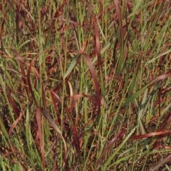 Shenandoah Switch Grass -Plant Finder Shop panicum virgatum shenandoah 74540 web 2 1