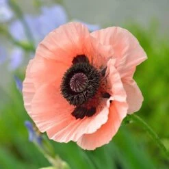 Princess Louise Oriental Poppy -Plant Finder Shop papaver orientale princess louis 1