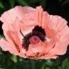 Princess Louise Oriental Poppy -Plant Finder Shop papaver orientale princess louise oriental poppy 2