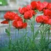 Oriental Poppy Collection (Papaver) -Plant Finder Shop papaver beauty of livermere cropped 1