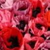 Fruit Punch Oriental Poppy 2 Fruit Punch Oriental Poppy -Plant Finder Shop papaver fruit punch oriental poppy 1