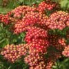 Paprika Yarrow -Plant Finder Shop paprika yarrow adobestock cropped