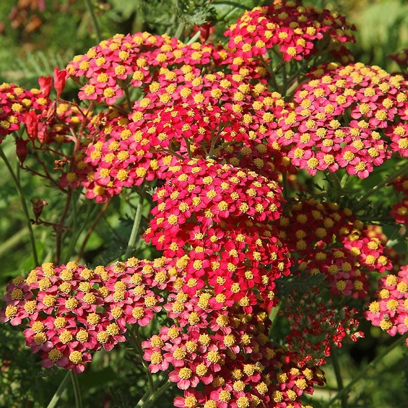Paprika Yarrow 3 Paprika Yarrow
