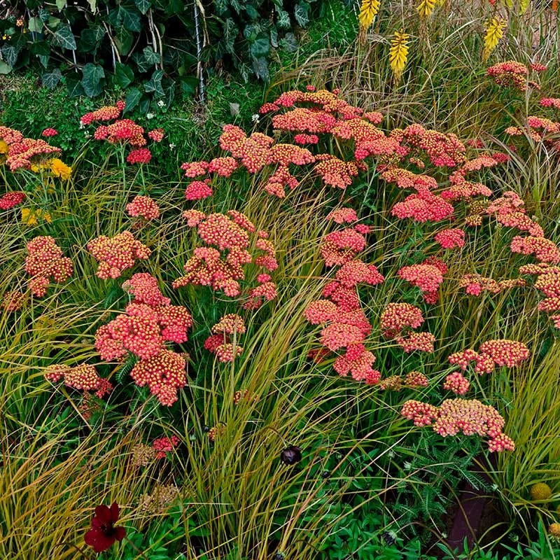 Paprika Yarrow 5 Paprika Yarrow - Image 3