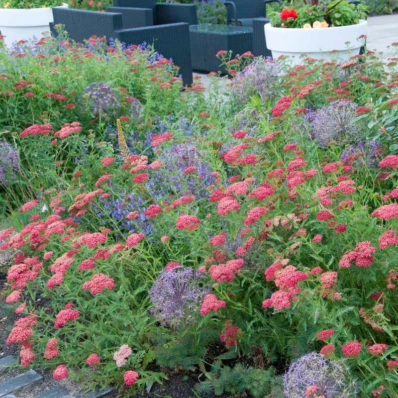 Paprika Yarrow 6 Paprika Yarrow - Image 4