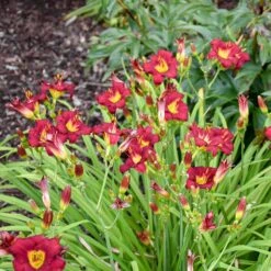 Pardon Me Reblooming Daylily -Plant Finder Shop pardon me daylily 2