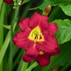 Pardon Me Reblooming Daylily -Plant Finder Shop pardon me daylily 3