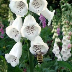 Partial Shade Wildflower Seed Mix -Plant Finder Shop partial shade foxglove pollinator
