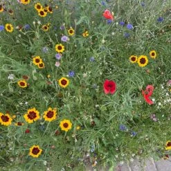 Partial Shade Wildflower Seed Mix -Plant Finder Shop partial shade pr1