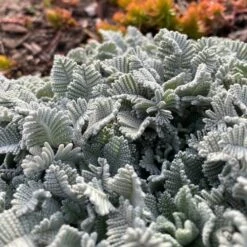 FireSmart Collection - Zone 1 -Plant Finder Shop partridge feather tanacetumdensumssp.amani