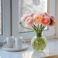 Pastel Ranunculus Mix 7 Pastel Ranunculus Mix -Plant Finder Shop pastel ranunculus mix pastel persian buttercup mix window still vase