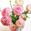 Pastel Ranunculus Mix -Plant Finder Shop pastel ranunculus mix vase pink peach white