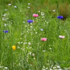 Partial Shade Wildflower Seed Mix -Plant Finder Shop pastial shade cornflower