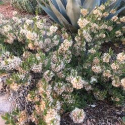 FireSmart Collection - Zone 3 -Plant Finder Shop pawnee butes sandcherry sq