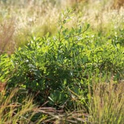 Pawnee Buttes® Sand Cherry (Prunus) -Plant Finder Shop pawnee buttes prunus sq 2