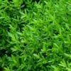 Canby's Mountain Lover (Paxistima) -Plant Finder Shop paxistima canbyi mountain lover close up of evergreen foliage