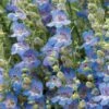 High Country Gardens Signature Collection -Plant Finder Shop penstemon blue lips flowers