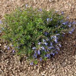 Waggon Wheel® Bluemat Penstemon -Plant Finder Shop penstemon caespitosus waggon wheel 4 credit plant select