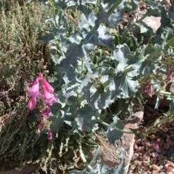 Sunset Crater Penstemon -Plant Finder Shop penstemon clutei 1