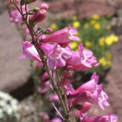 Sunset Crater Penstemon -Plant Finder Shop penstemon clutei 2