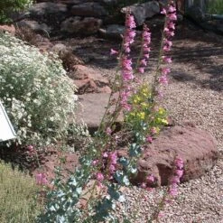Sunset Crater Penstemon -Plant Finder Shop penstemon clutei 3