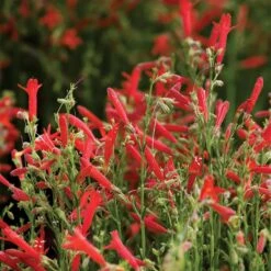 Jumbo Waterwise Extension Collection -Plant Finder Shop penstemon compactum holt 1