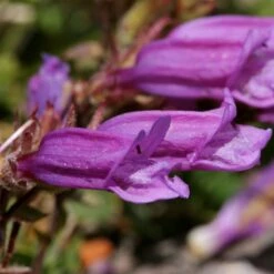 Davidson's Penstemon -Plant Finder Shop penstemon davidsonii flower petals