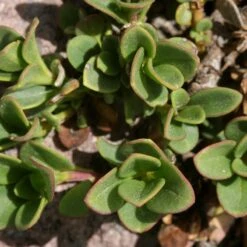 Davidson's Penstemon -Plant Finder Shop penstemon davidsonii foliage