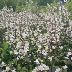 Husker Red Penstemon -Plant Finder Shop penstemon huster red cropped2.5