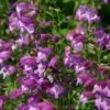 Pike's Peak Purple® Penstemon -Plant Finder Shop penstemon mexicali pikes peak flowers pollinator 2