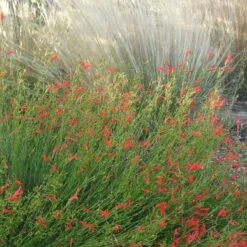 Pineleaf Penstemon -Plant Finder Shop penstemon pinifolious with nassella cropped