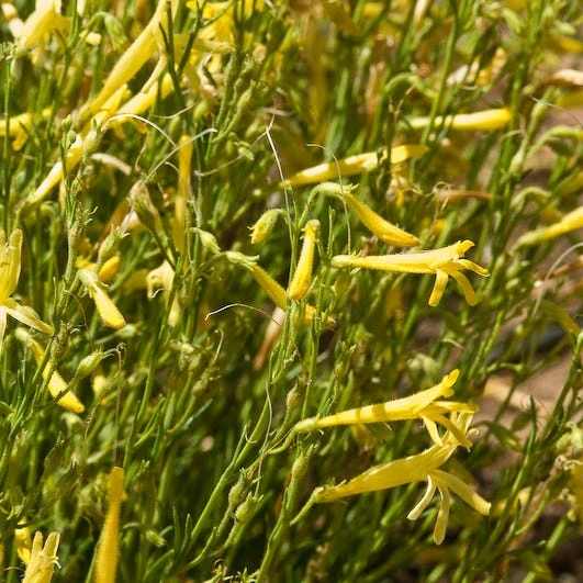 Yellow Pineleaf Penstemon 4 Yellow Pineleaf Penstemon - Image 2