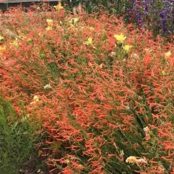 Luminous Pineleaf Penstemon -Plant Finder Shop penstemon pinifolius luminous