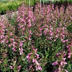 Pristine™ Pink Penstemon -Plant Finder Shop penstemon pristine pink 2