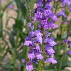 Rocky Mountain Penstemon -Plant Finder Shop penstemon strictus 2